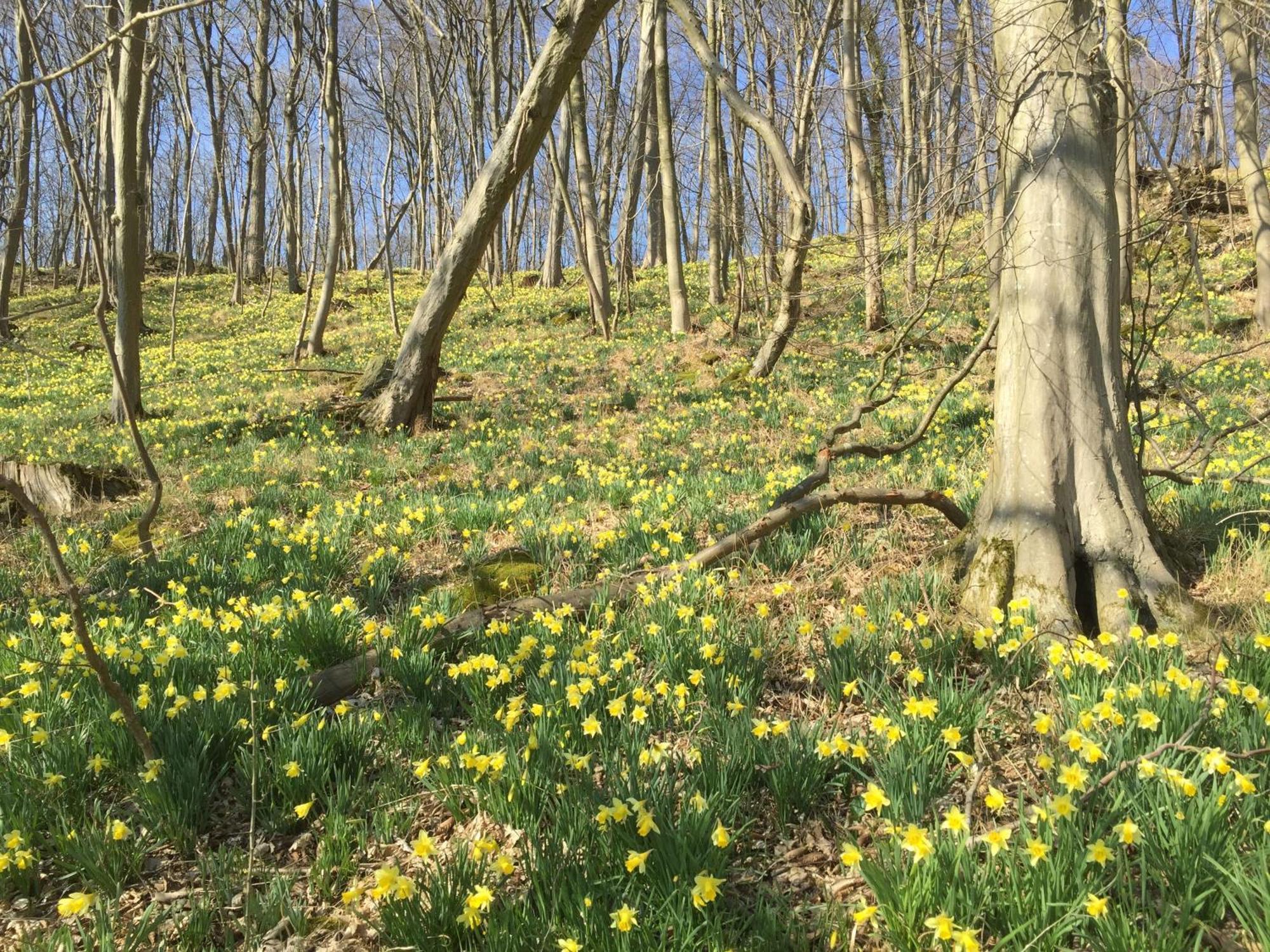 Venngasthof Zur Buche Monschau Exteriör bild